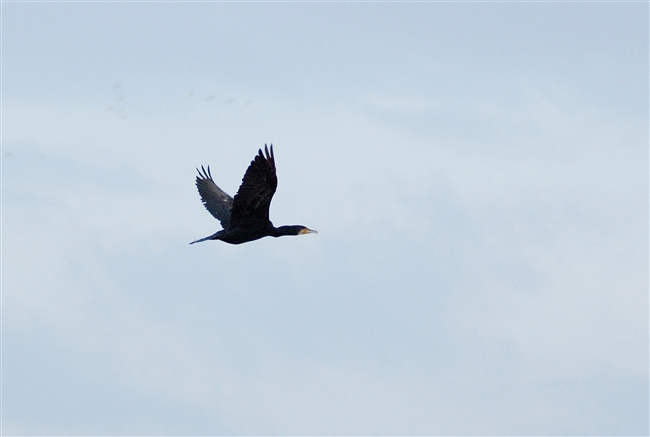 Mattinata alle Vasche