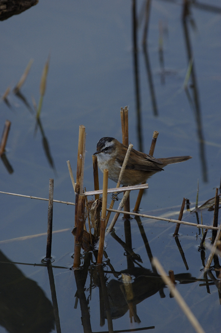 Forapaglie castagnolo - Acrocephalus melanopogon