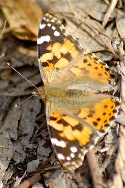 Mattinata alle Vasche