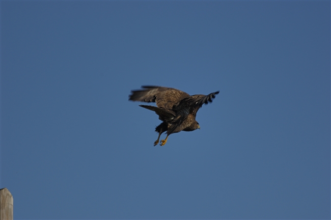 Dust-Off di casa Nikon - Parliamone!
