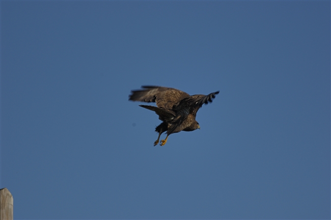 Dust-Off di casa Nikon - Parliamone!