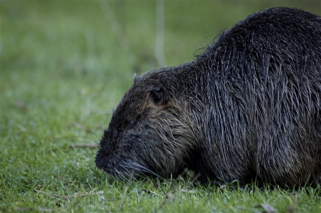 Nutria Myocastor coypus