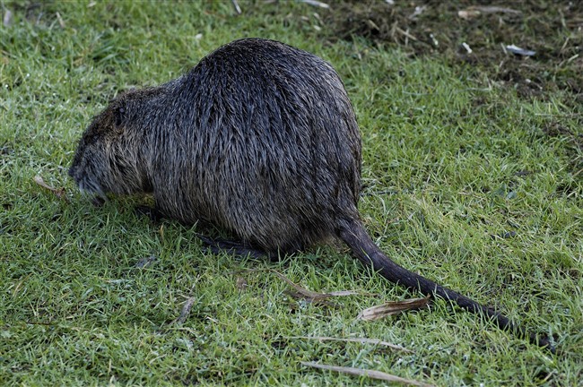 Nutria Myocastor coypus