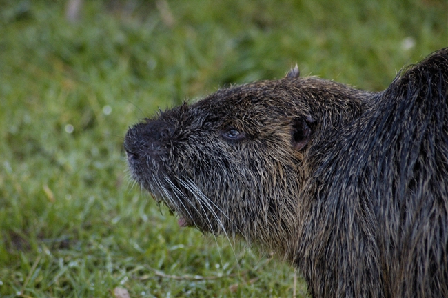Nutria Myocastor coypus