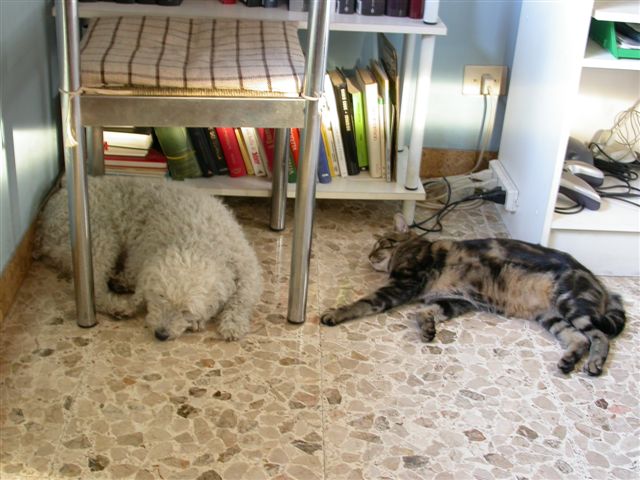 Cani & Gatti