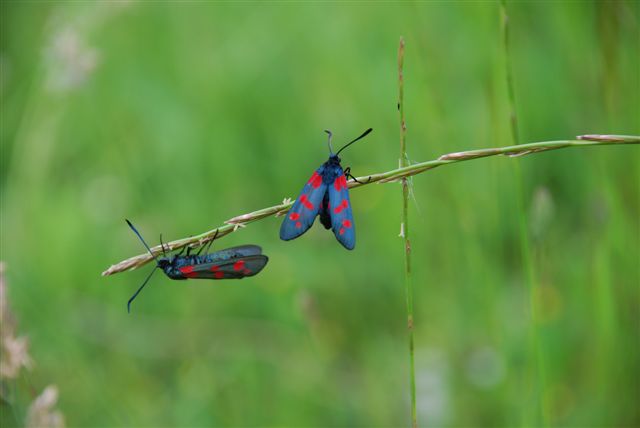 Zygaena filipendulae