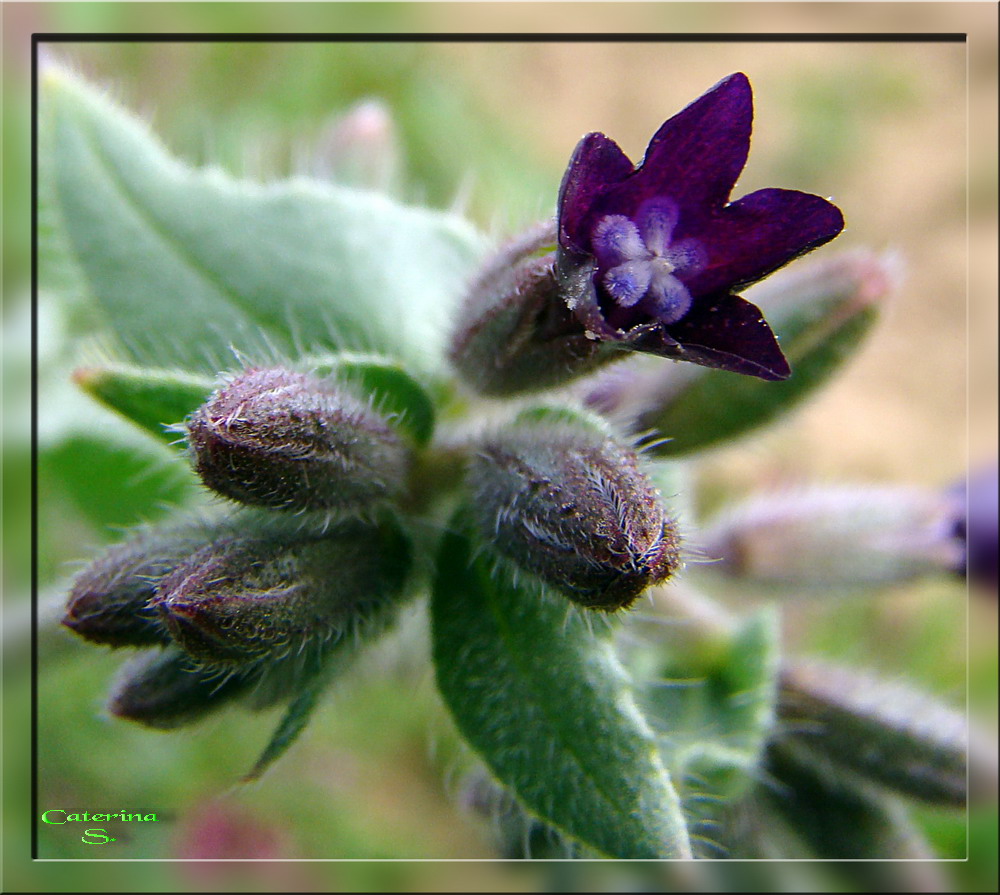 Un fiorellino nel fiore