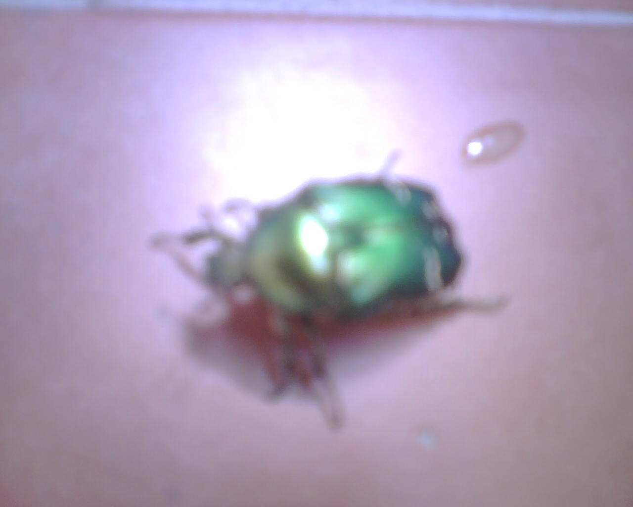 Help me!!!!  Larve di Cetonia aurata
