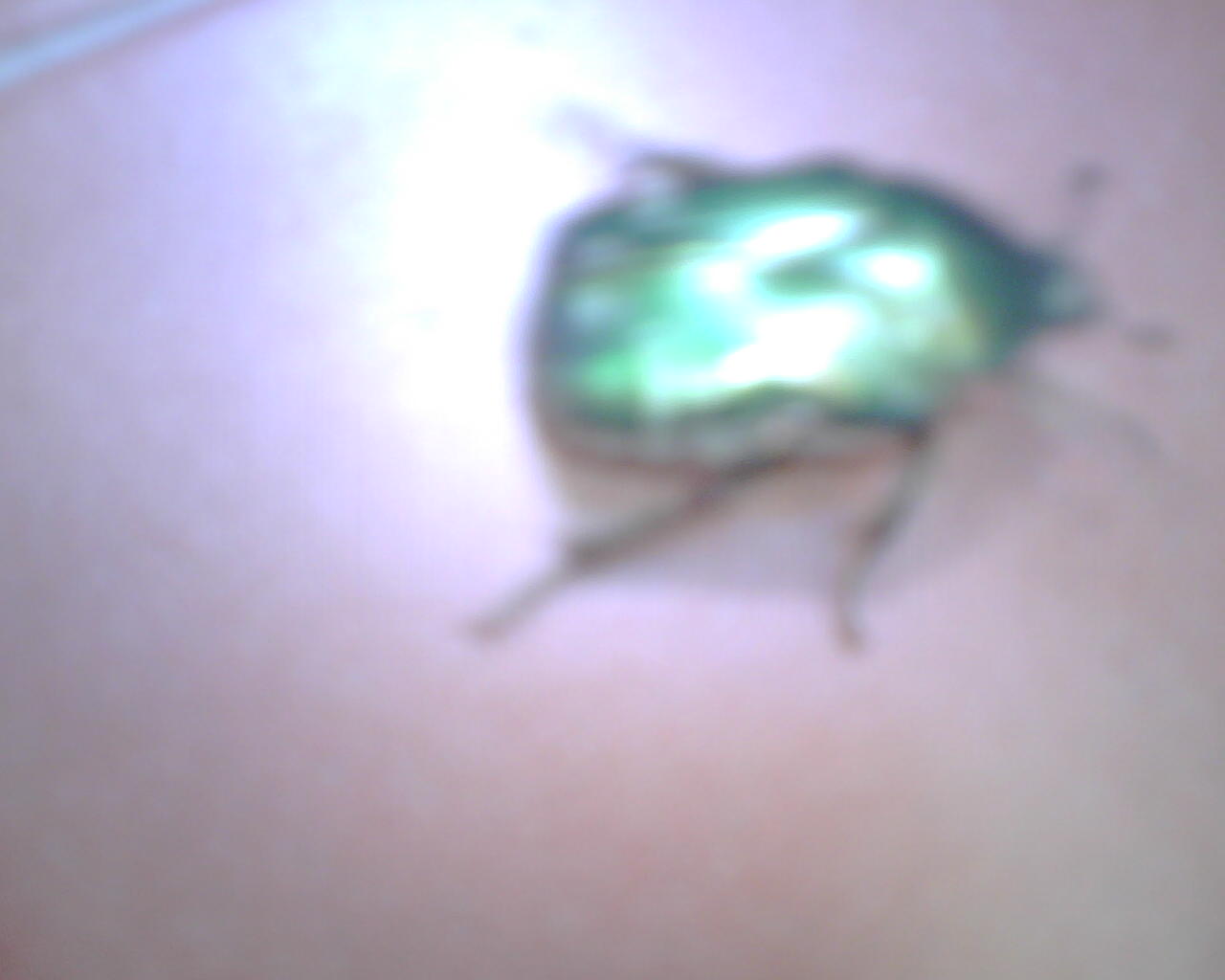 Help me!!!!  Larve di Cetonia aurata