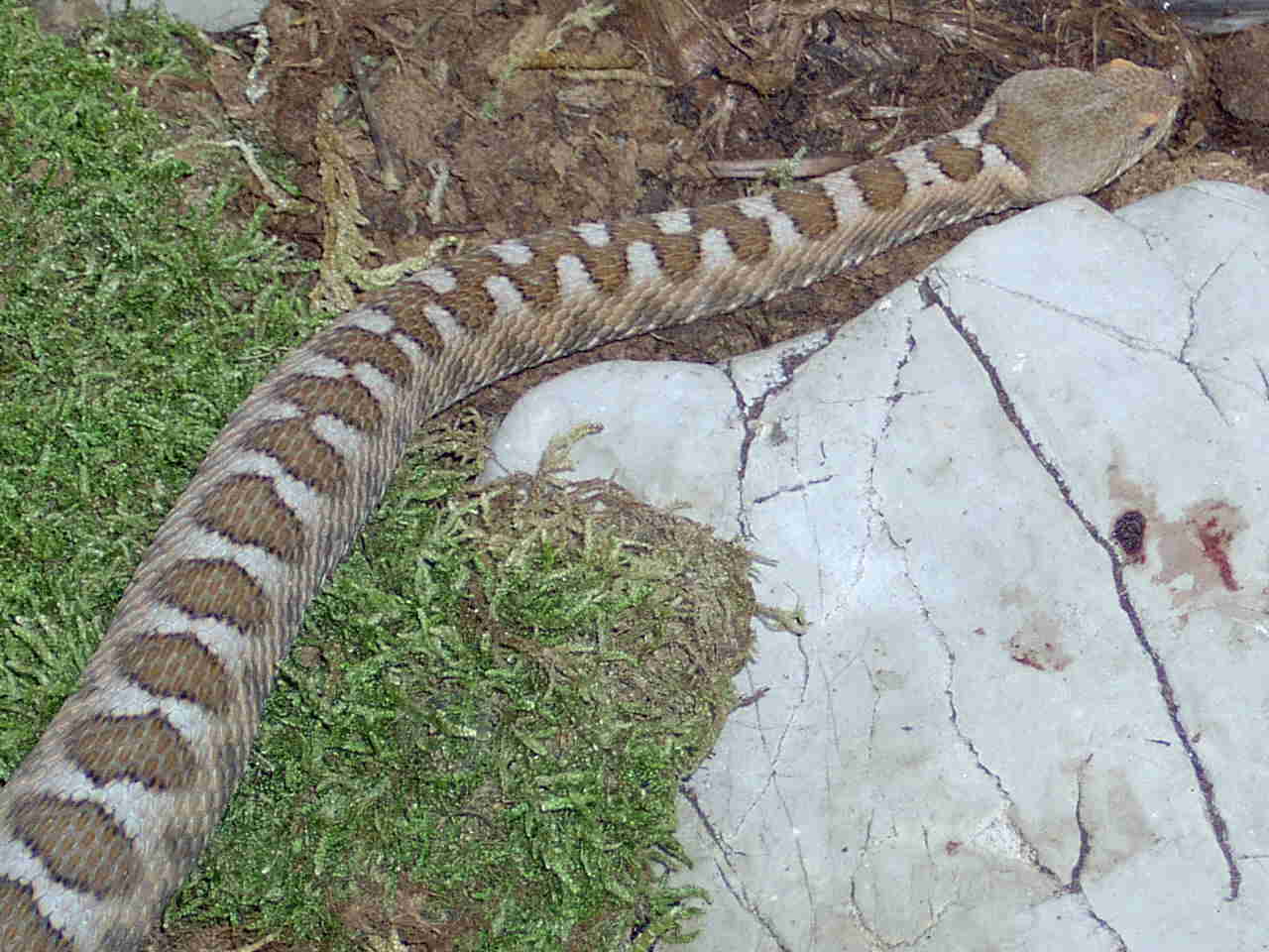 Vipera aspis hugyi