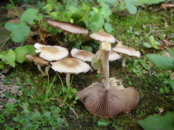 Determinazione funghi in giardino