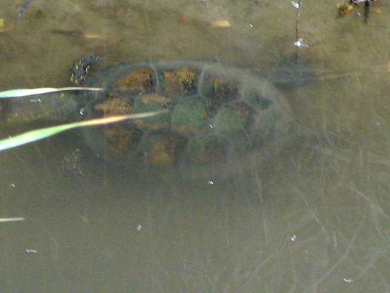 Emys orbicularis