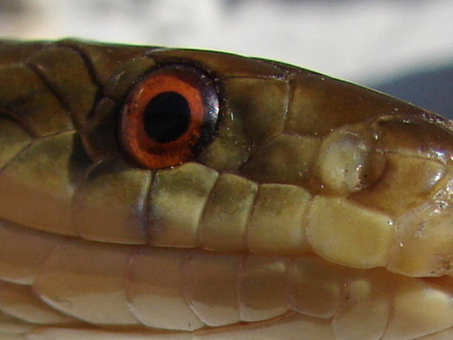 Colubro d''Esculapio  (Zamenis lineatus)