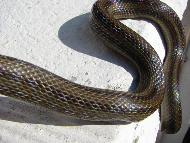 Colubro d''Esculapio  (Zamenis lineatus)