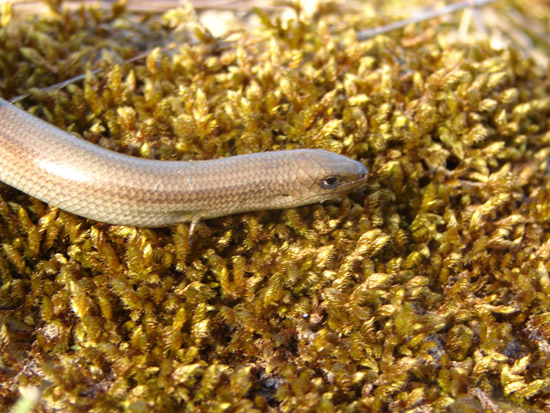 Luscengola Chalcides chalcides