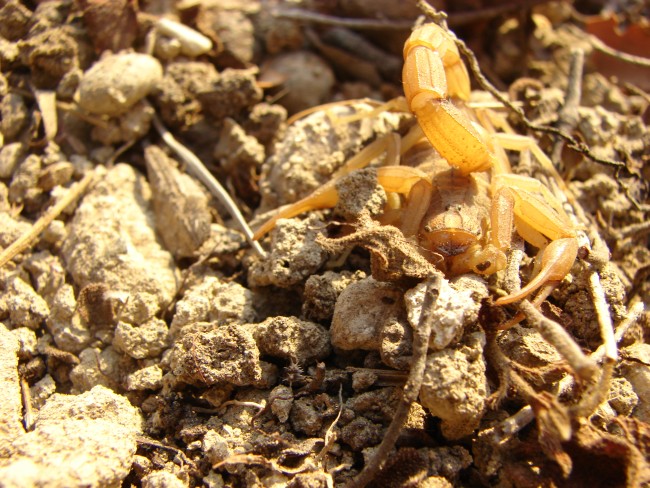 Aegaeobuthus gibbosus da Rodi, Grecia