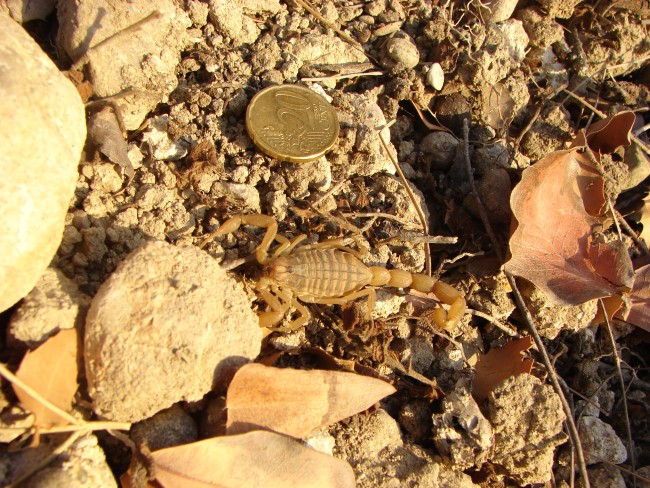 Aegaeobuthus gibbosus da Rodi, Grecia