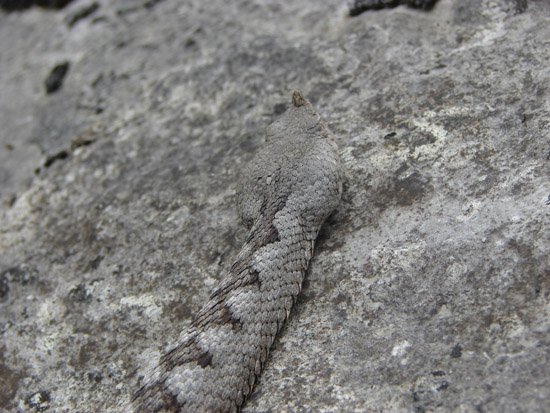 Vipera aspis hugyi