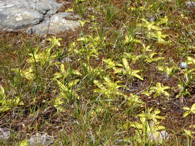 Pinguicula vulgaris?