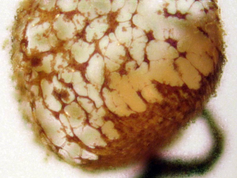 Una bella y  peque�a Cribaria pirifrmis var. piriformis