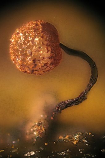 Una bella y  peque�a Cribaria pirifrmis var. piriformis