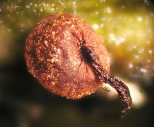 Una bella y  peque�a Cribaria pirifrmis var. piriformis