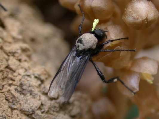 Wasps to be identified