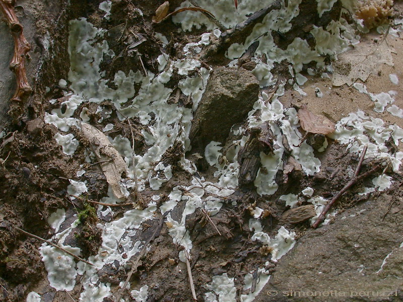 Uno sconosciuto (cfr. Sebacina sp.)