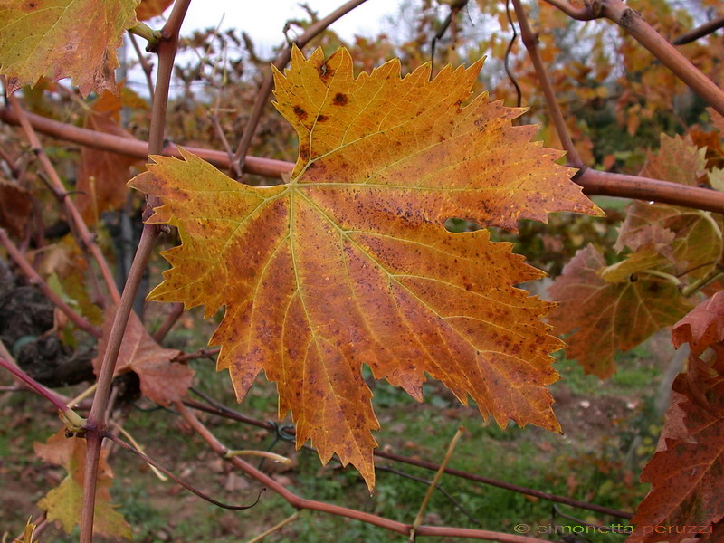 Autunno