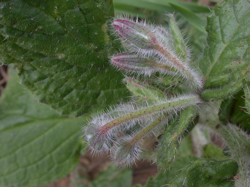 Borago officinalis / Borragine comune