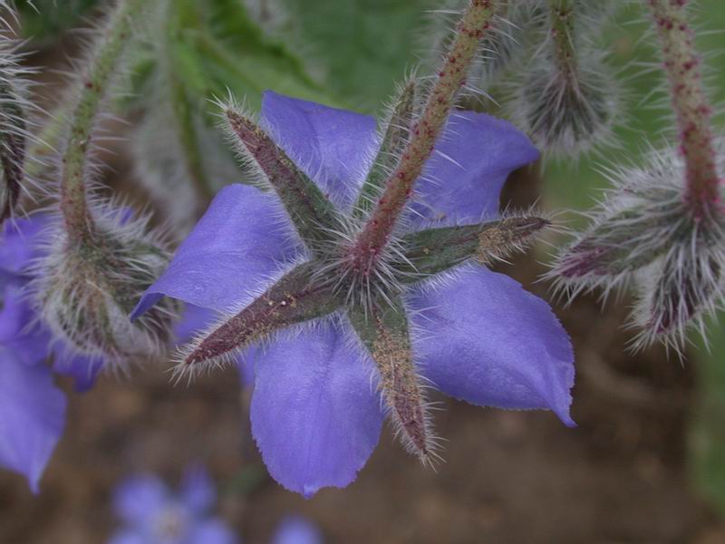 Borago officinalis / Borragine comune