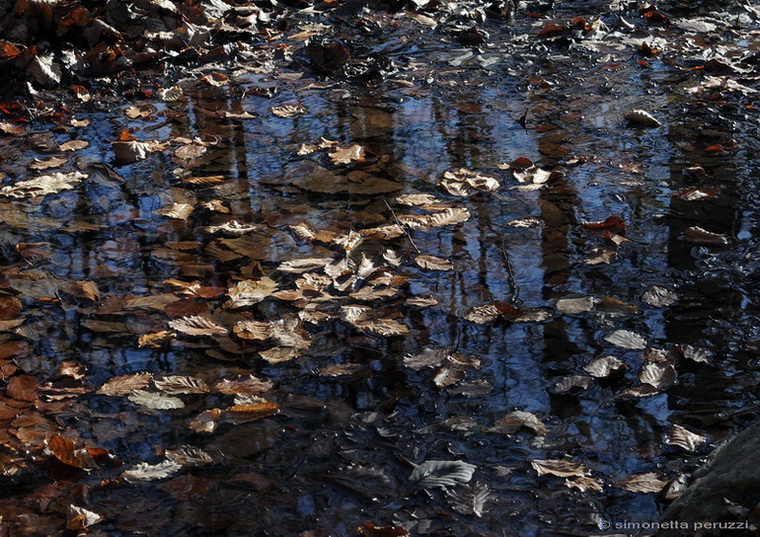 Riflessi