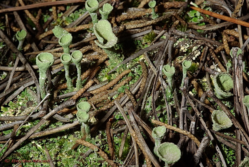 Cladonia fimbriata