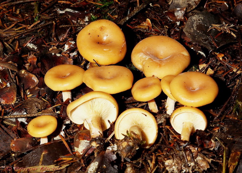 Escursione  in terra di Siena