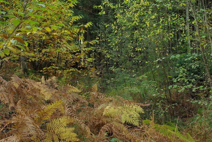 Escursione  in terra di Siena