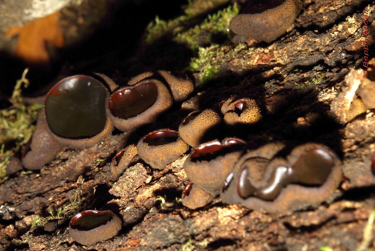 Escursione  in terra di Siena