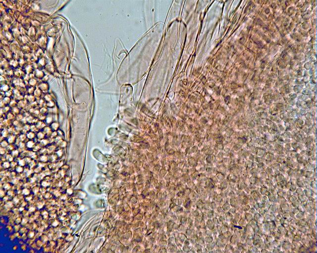 Messa a punto del microscopio