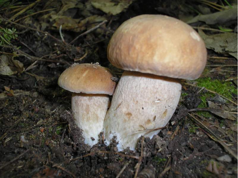 grazie allo sciopero....