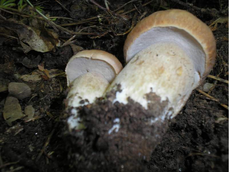 grazie allo sciopero....