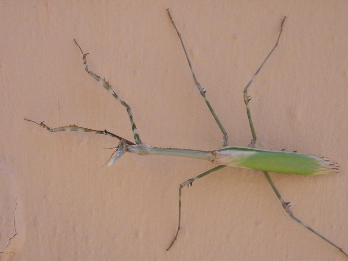 Empusa pennata a Nureci (Sardegna)