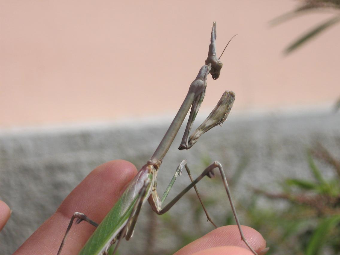 Empusa pennata a Nureci (Sardegna)