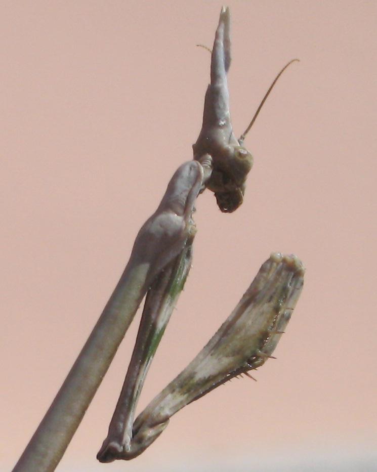 Empusa pennata a Nureci (Sardegna)