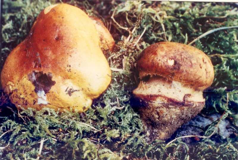 A proposito di Cortinari......