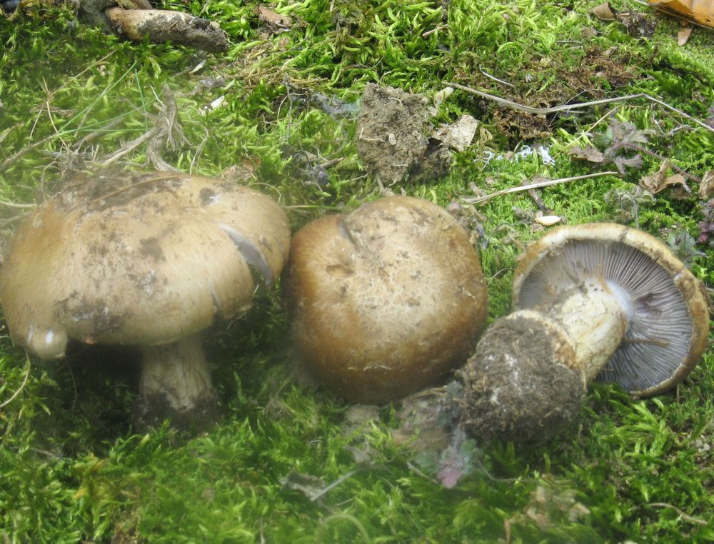 Cortinarius