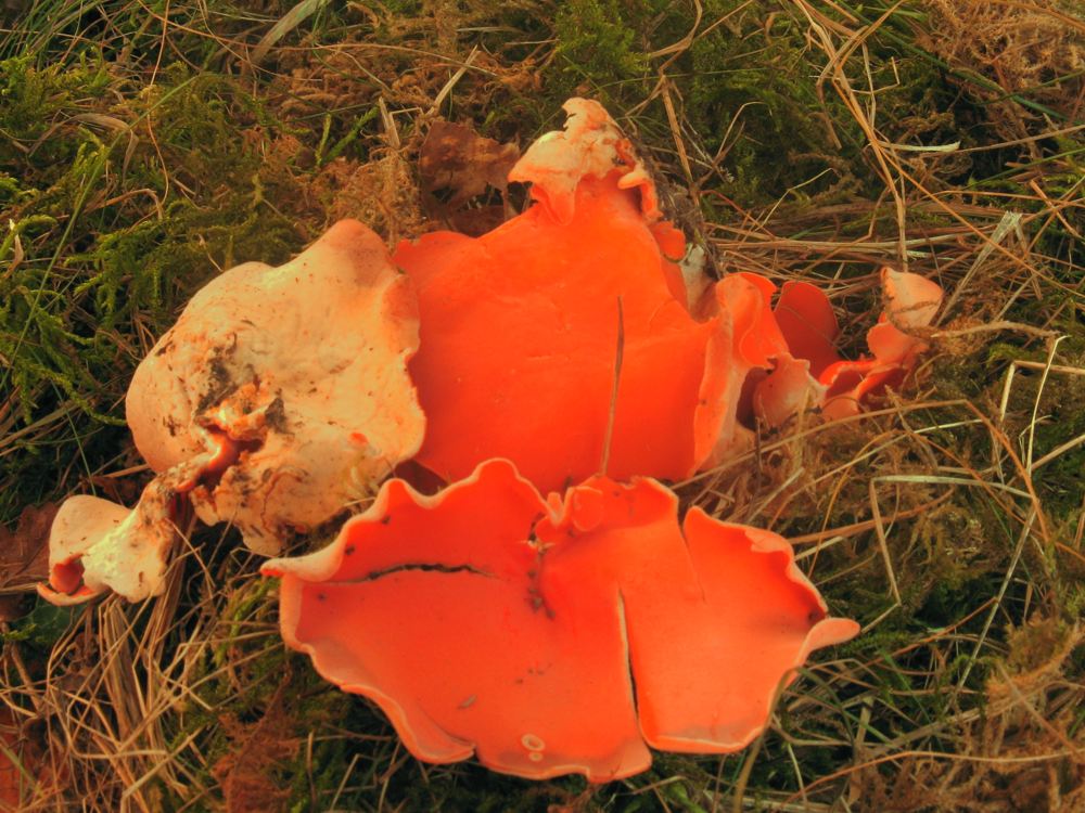 Aleuria aurantia
