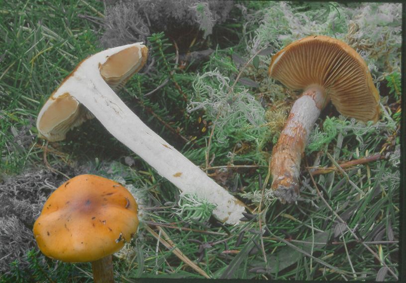 Cortinarius fennoscandicus