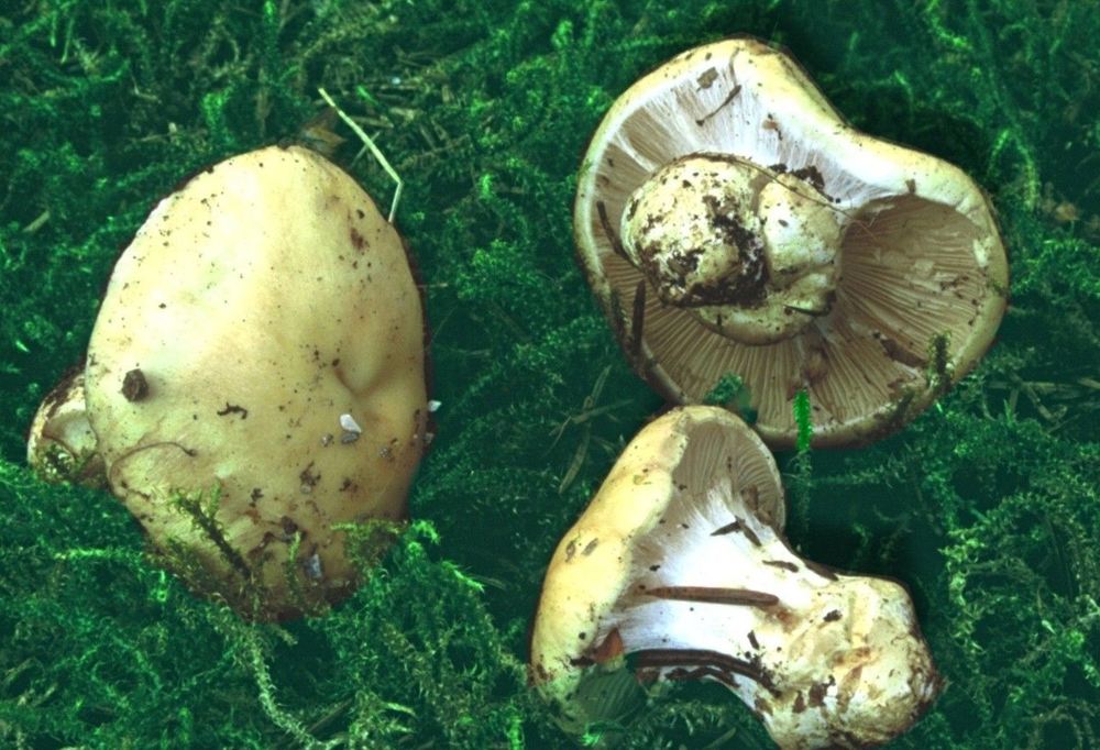 30 cortinari per Gaspy