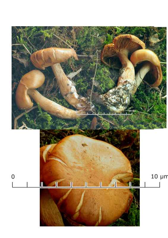 Un Phlegmacium