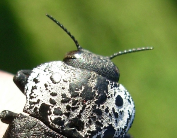 Capnodis tenebricosa