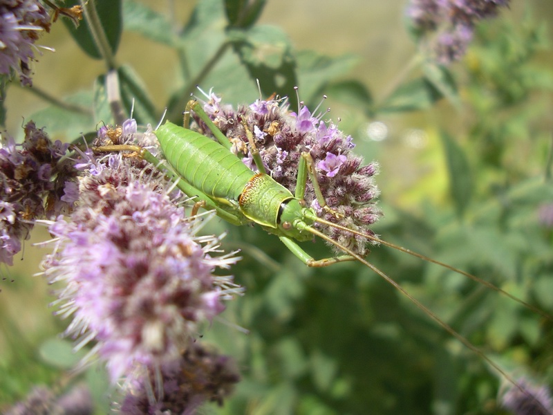 Ephippiger sp. del Molise